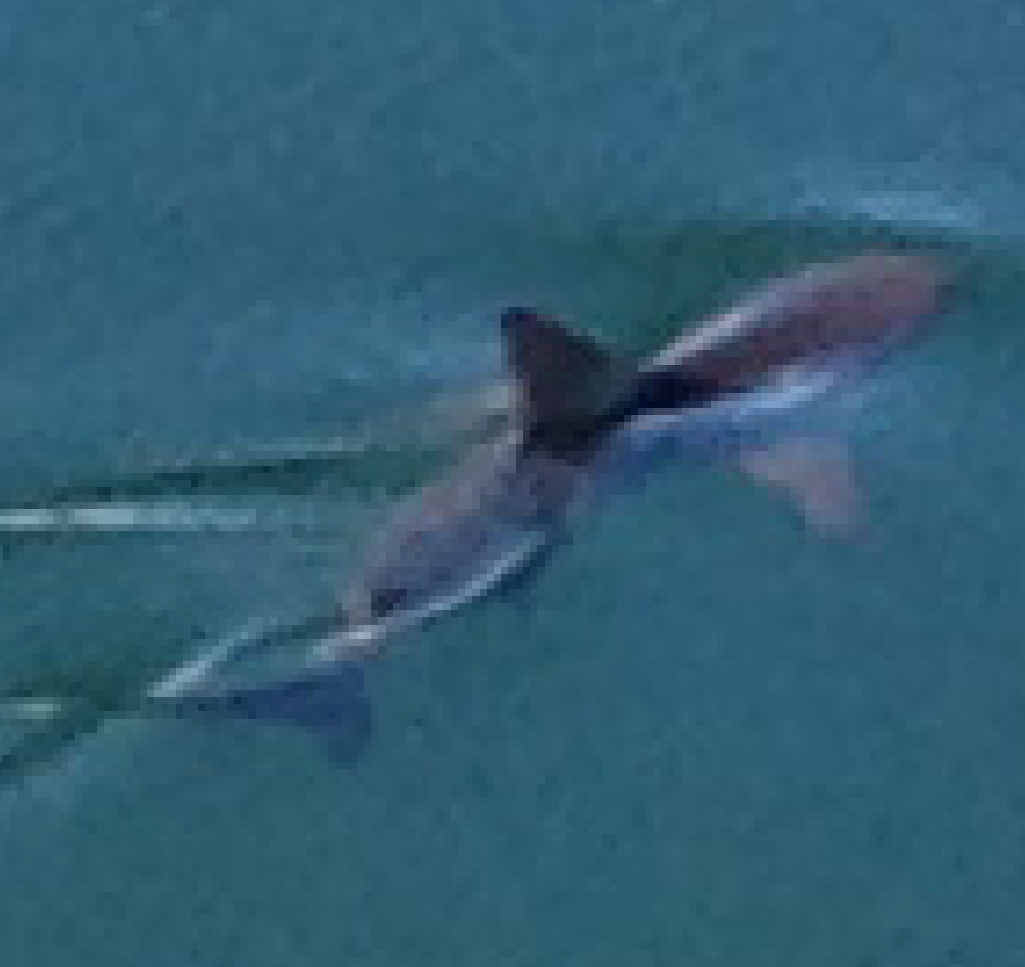 DANGER LURKS: The two-metre shark a Twin Waters resident photographed from his unit. DANGER LURKS: The two-metre shark a Twin Waters resident photographed from his unit.
